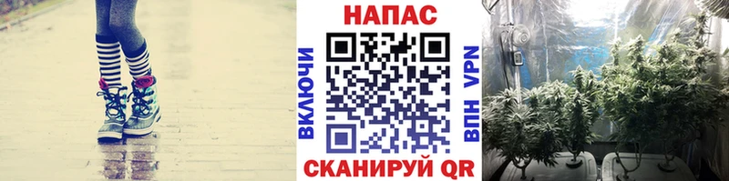 Шишки марихуана гибрид Чернушка